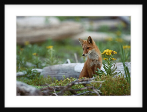 Red Fox and Beach Arnica by Anonymous