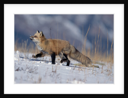 Red Fox Running in Snowy Meadow by Anonymous