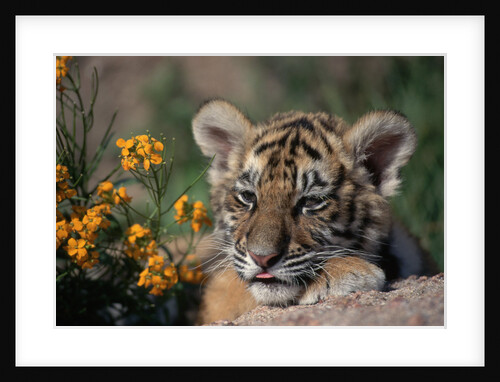 Siberian Tiger Cub by Anonymous
