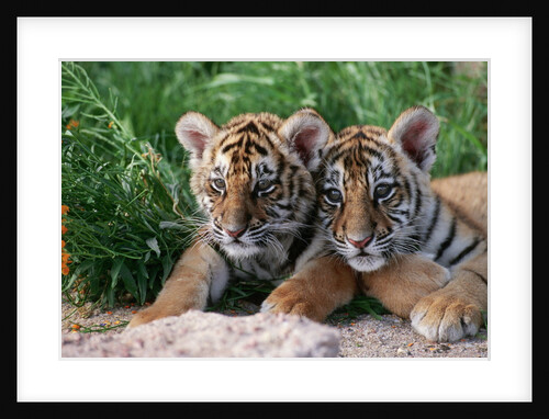 Two Siberian Tiger Cubs by Anonymous