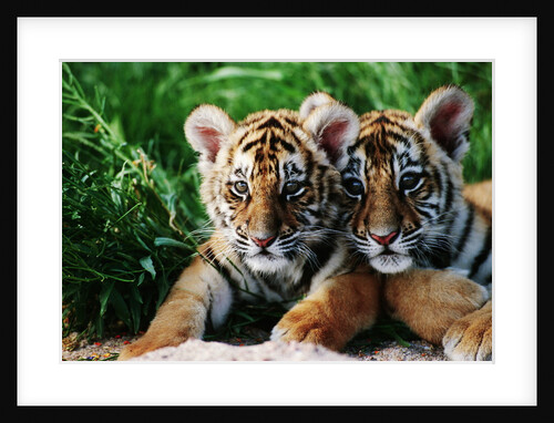 Two Siberian Tiger Cubs by Anonymous