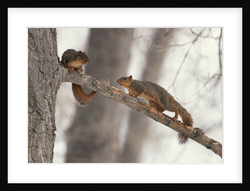 Fox Squirrels on Tree Branch by Anonymous