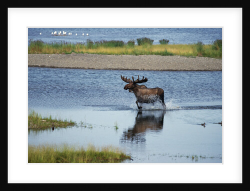 Moose Crossing Brooks River by Anonymous