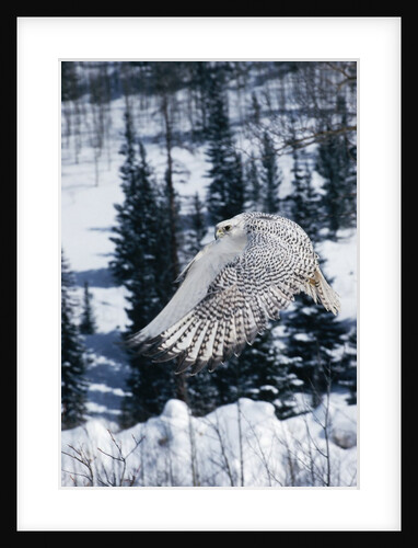 White Gyrfalcon in the Northern Rocky Mountains by Anonymous