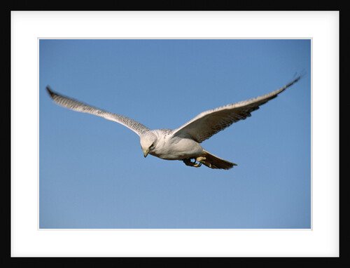 White Gyrfalcon in Flight by Anonymous