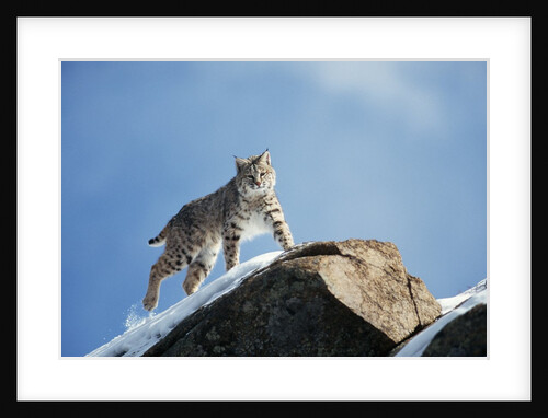 Bobcat Standing on Granite Cliff by Anonymous