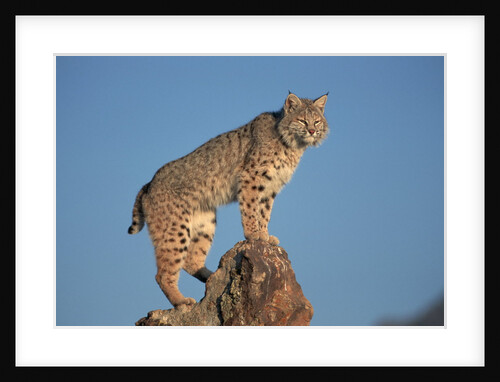 Bobcat Perched on Rocky Outcrop by Anonymous