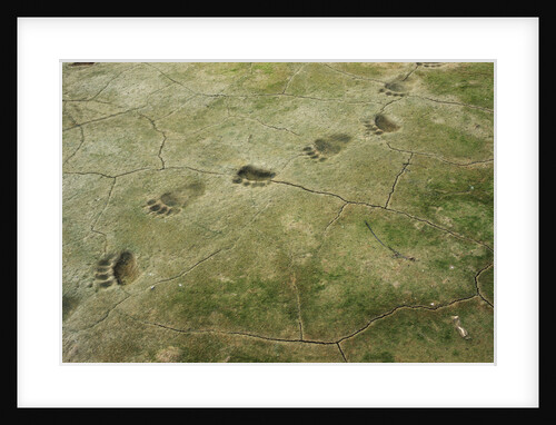 Brown Bear Tracks by Anonymous