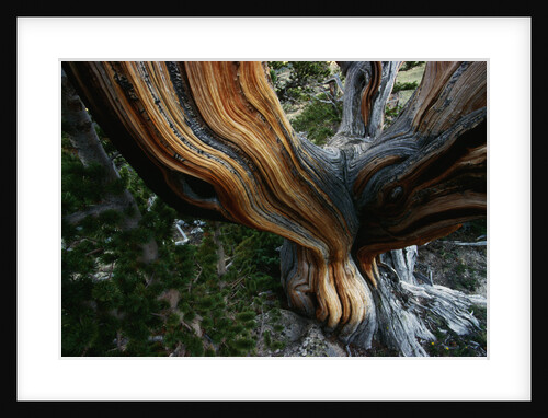 Close-up of Trunk of Bristlecone Pine Tree by Anonymous