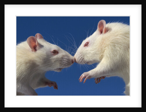 Aggressive Albino Rats Nose to Nose by Anonymous