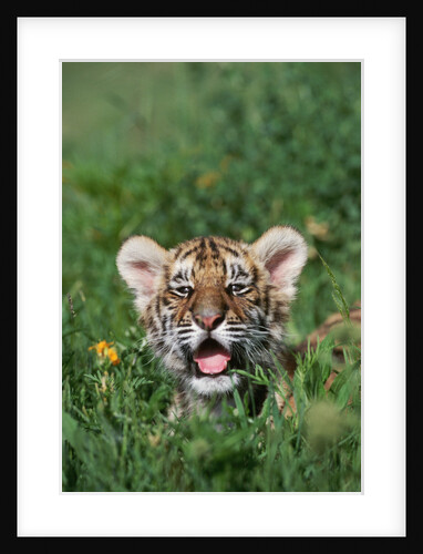 Siberian Tiger Cub by Anonymous