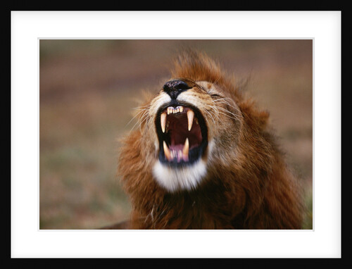 Lion Roaring by Anonymous
