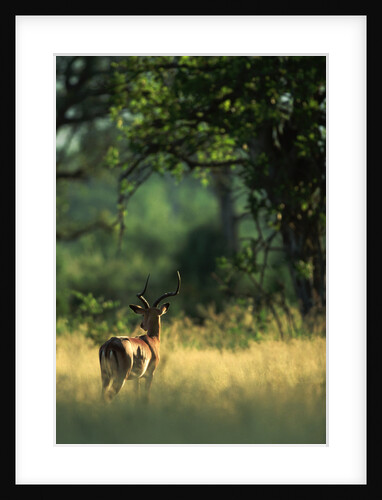 Impala in the Morning Light by Anonymous