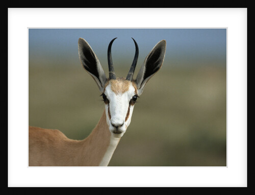 Head of a Springbok by Anonymous