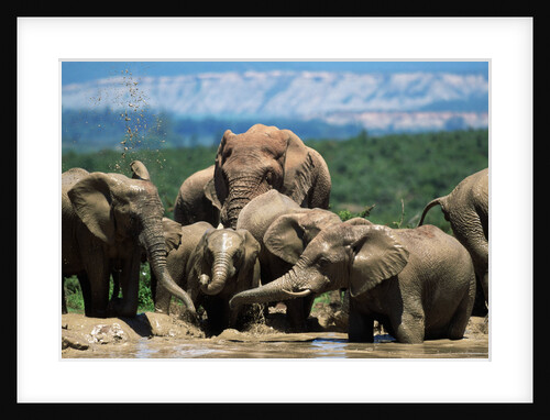 Elephant Herd at a Water Hole by Anonymous
