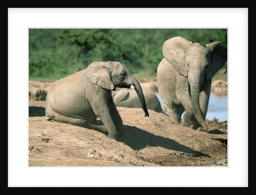 Elephants near a Water Hole by Anonymous