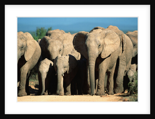 Elephant Herd on a Dirt Road by Anonymous