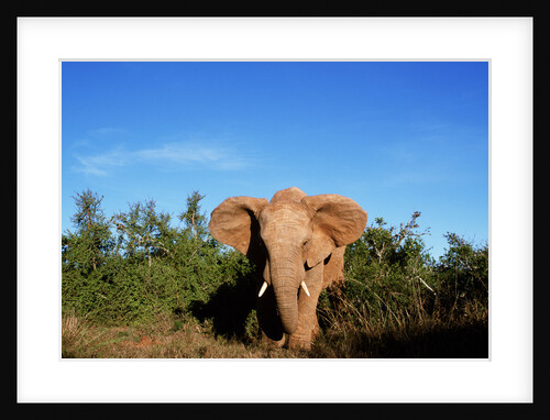 Angry Elephant Emerging from the Forest by Anonymous