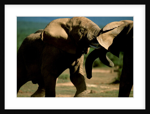 Elephants near a Water Hole by Anonymous
