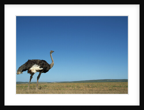Ostrich in a Pasture by Anonymous