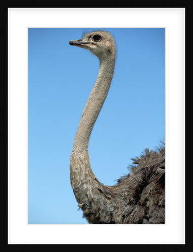 Head and Neck of Ostrich by Anonymous