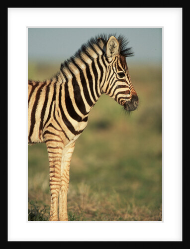 Plains Zebra at Sunset by Anonymous