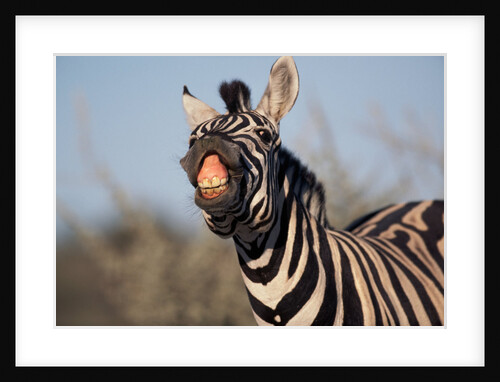 Plains Zebra Baring Its Teeth by Anonymous