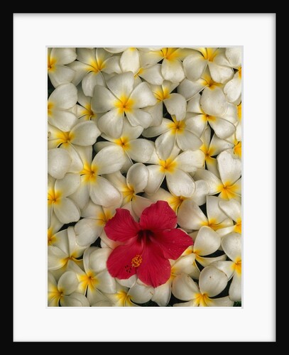 Hibiscus and Plumeria Blooms by Anonymous