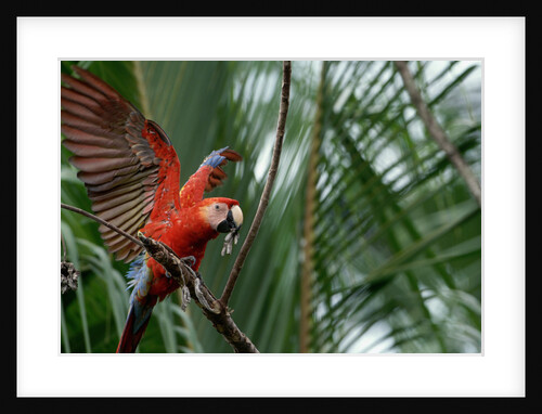 Scarlet Macaw by Anonymous