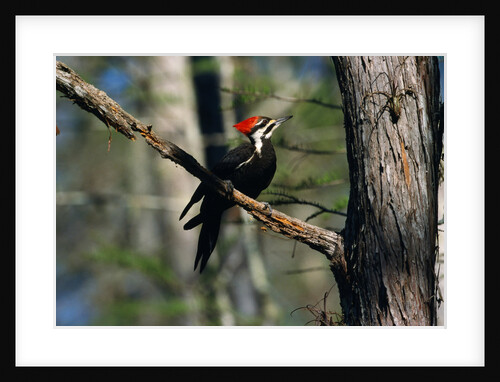 Pileated Woodpecker on Cypress Tree Branch by Anonymous