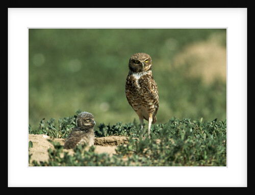 Female Burrowing Owl with 2-week-old Chicks by Anonymous