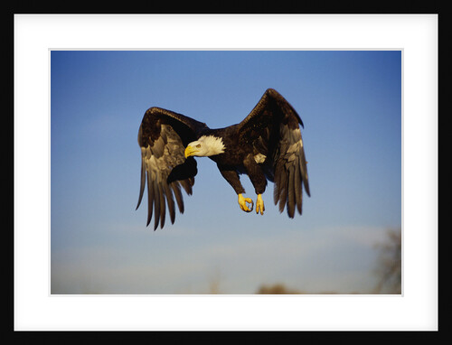 Bald Eagle in Flight by Anonymous