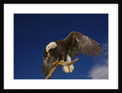 Bald Eagle Landing on a Snag by Anonymous