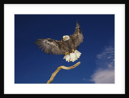 Bald Eagle Landing on a Snag by Anonymous