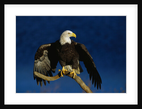 Bald Eagle Landing on a Snag by Anonymous