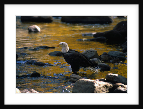 Bald Eagle Waits on a Rock in the Platte River by Anonymous