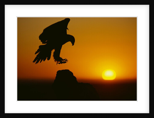 Golden Eagle Silhouette at Sunrise by Anonymous