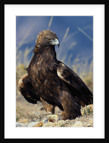 Golden Eagle Clutching Rabbit Kill by Anonymous