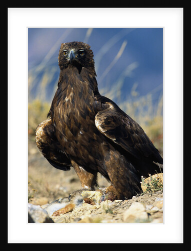 Golden Eagle Clutching Rabbit Kill by Anonymous