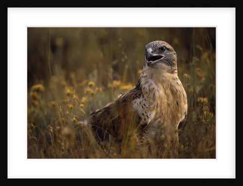 Ferruginous Hawk in Prairie Grass by Anonymous