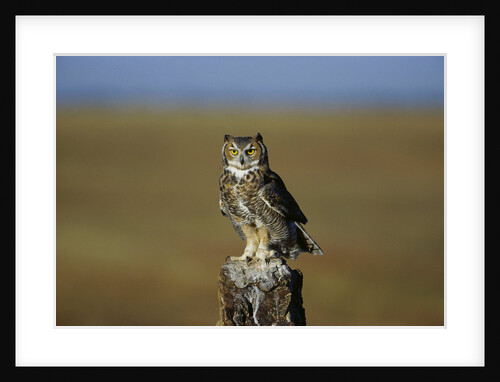 Great Horned Owl Perching on Post by Anonymous