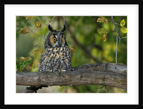 Long-Eared Owl Perched on Tree Branch by Anonymous