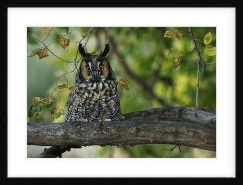 Long-Eared Owl Perched on Tree Branch by Anonymous