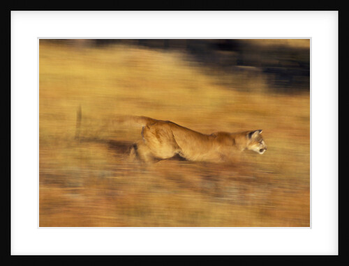 Cougar Chasing Prey Through a Field by Anonymous