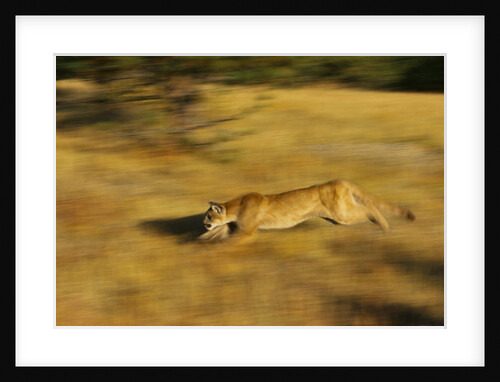 Cougar Chasing Prey Through a Field by Anonymous