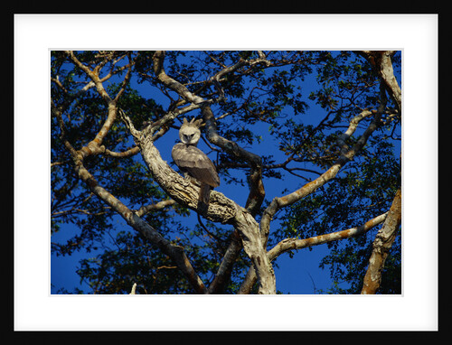 Young Harpy Eagle Perched in Tree by Anonymous