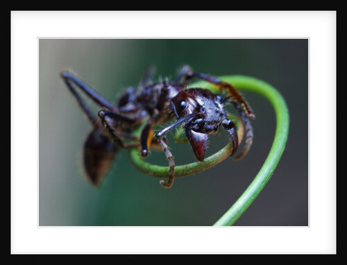 Bullet Ant Hanging on Vine by Anonymous