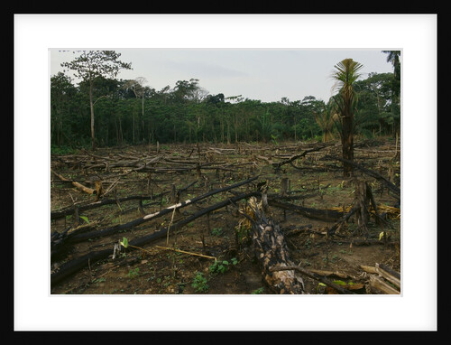 Slash and Burn Agriculture in Peru by Anonymous