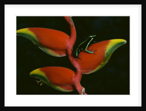Poison Dart Frog on Haliconia Flower by Anonymous