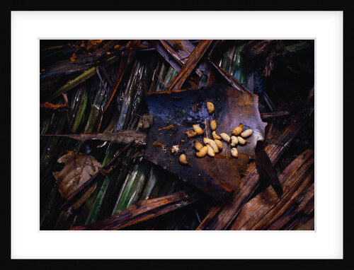 Edible Grubs are a Korowai Delicacy by Anonymous